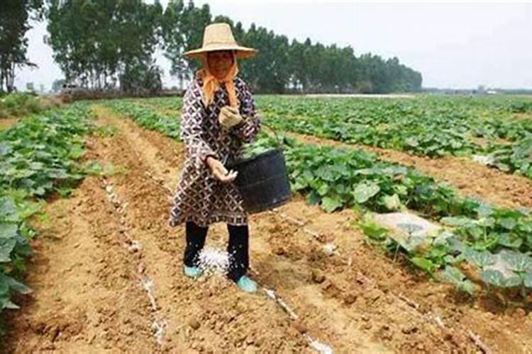 南瓜施什么肥料最好