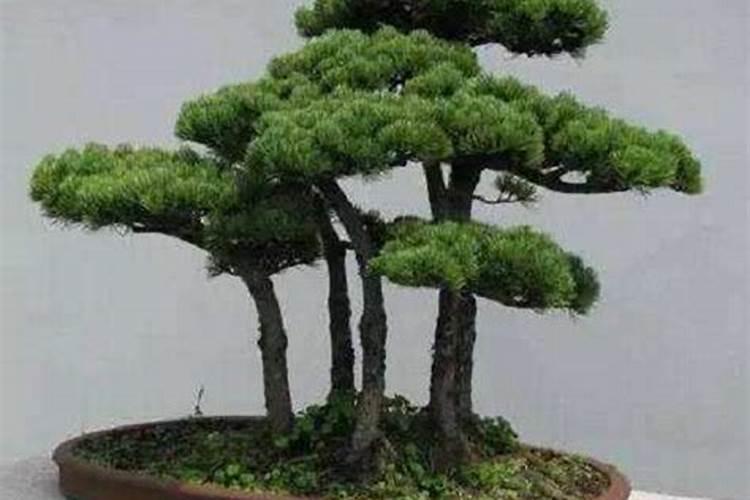 蓬莱松怎么养殖方法