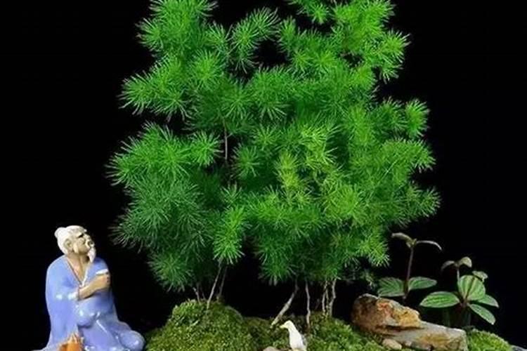 蓬莱松怎么养