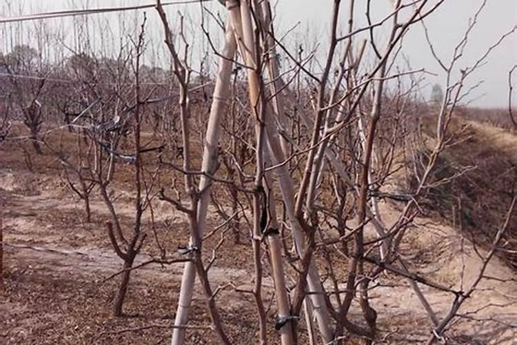 我的栀子花为什么总也不长