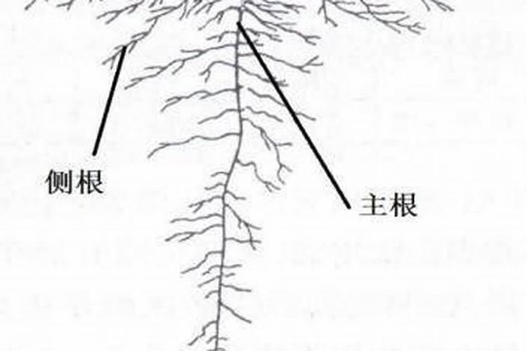 油菜小白菜好多跳甲,用什么虫药