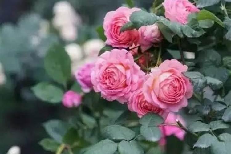 春天月季花换盆没加底肥以后怎么施肥