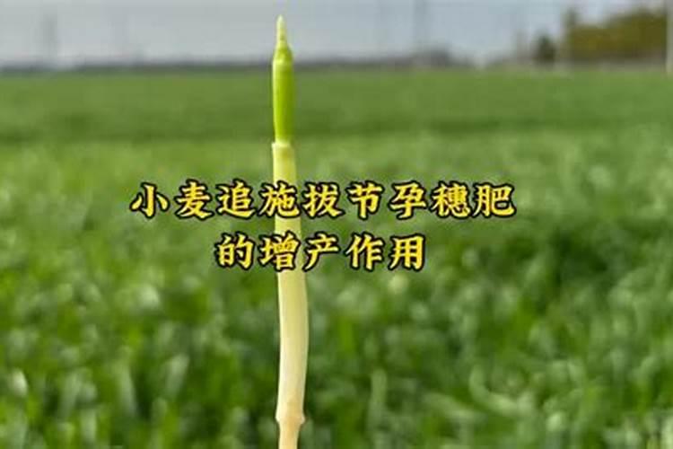 小麦拔节期追肥的技术要点,附注意事项