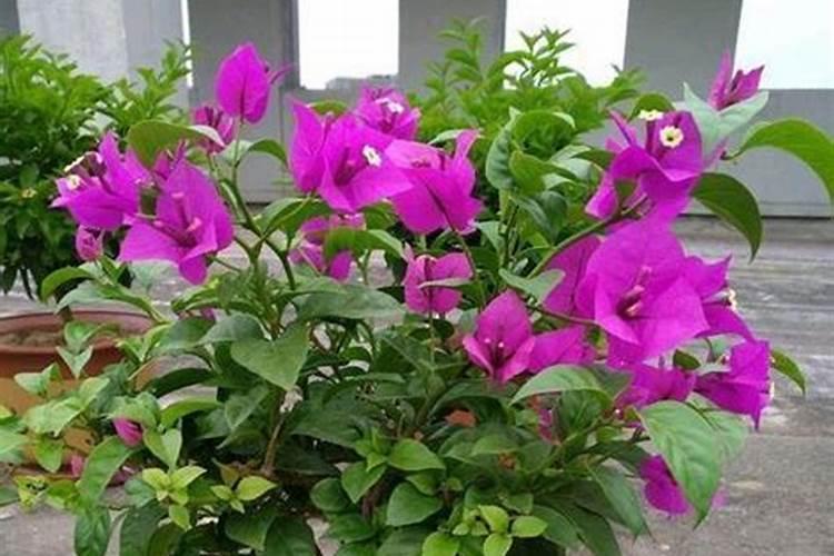 三角梅发芽后施什么肥