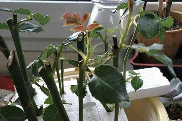 露天扦插的月季花怎么养护？
