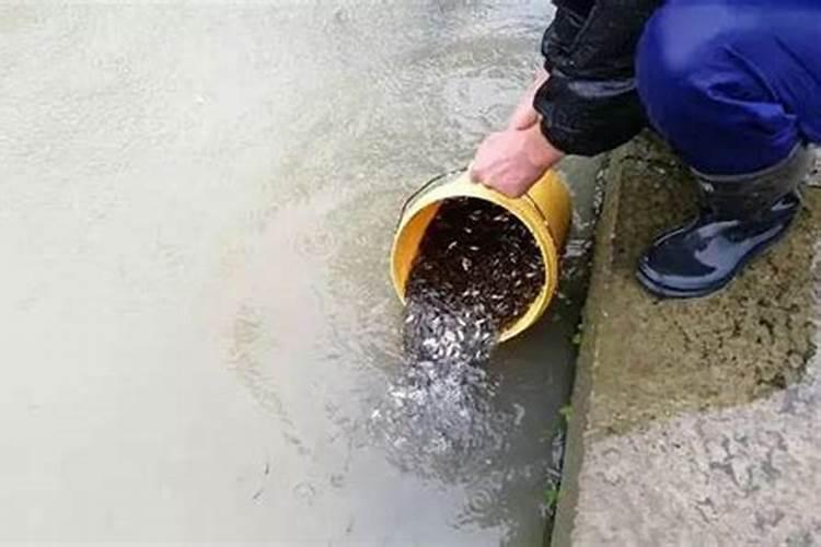 兔子排出的粪便可以直接喂塘角鱼吗？