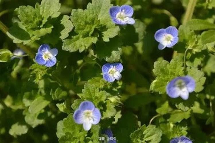 种芝麻用什么肥料好