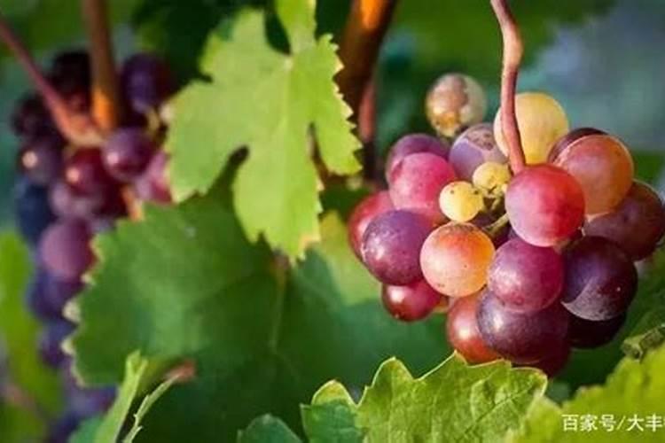 巨峰葡萄成熟期追什么肥料最好