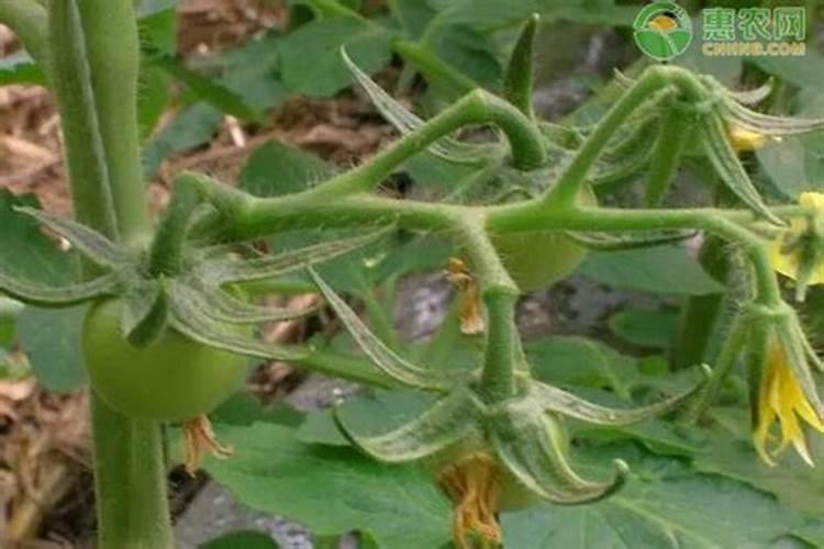 番茄(西红柿)应该施什么肥？