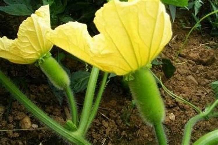 果树和瓜果作物开花坐果期三种肥料不能缺保花保果又增甜