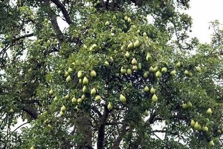 果树只开花不结果,作果率低用什么肥料好？