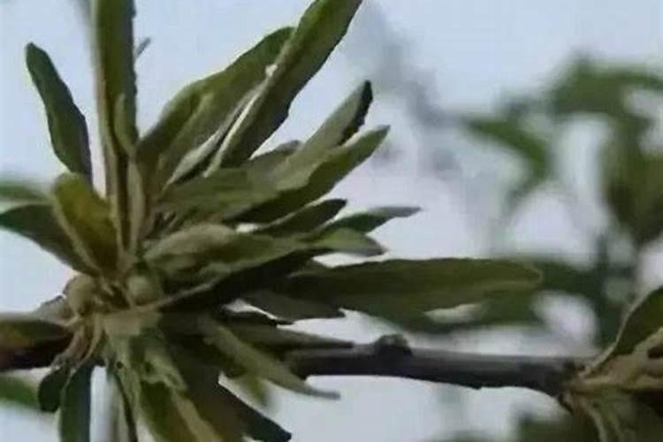中国最好的果树叶面肥有哪些？