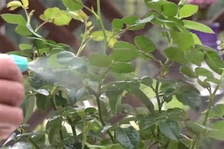 月季夏季施肥时间和方法