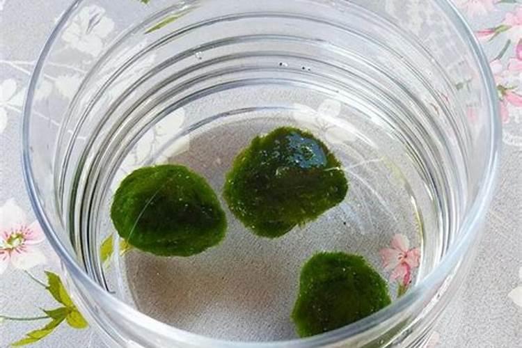 养鱼怕死鱼？那就来一缸网红海藻球吧——哗仔宠物开箱第九集