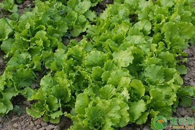 种生菜什么时候施肥 种生菜施肥时间