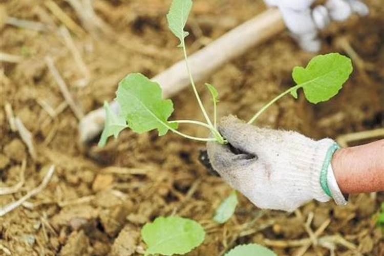 油菜叶面肥什么时间施最好花卉百科