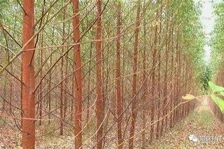 桉树用什么肥料最好