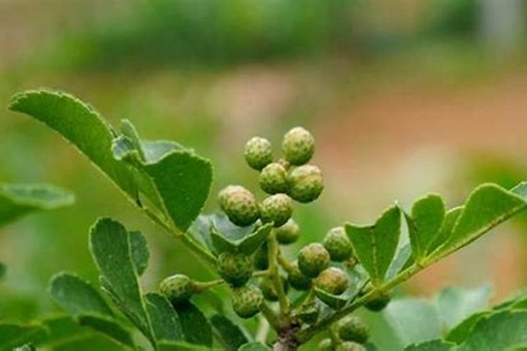 花椒树施肥方法 花椒树如何施肥