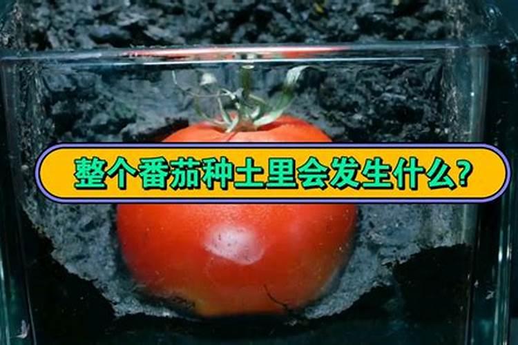 种西红柿用什么底肥？