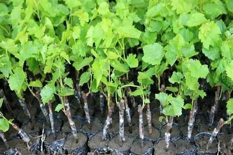 葡萄小苗用什么肥长得快