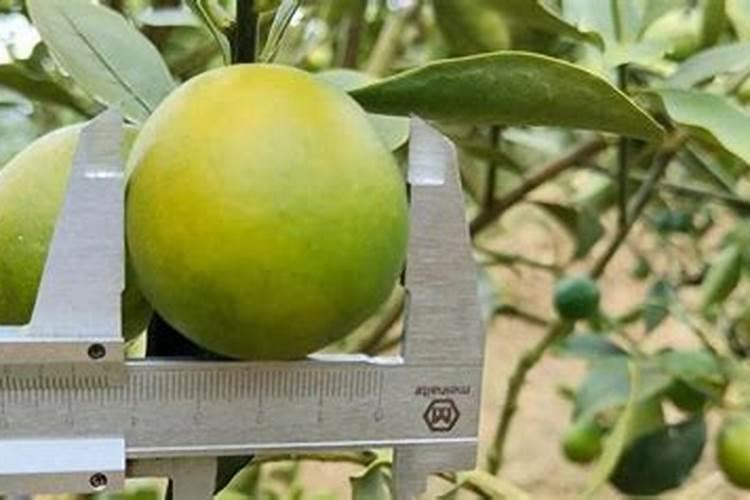 叶面肥是个好东西,怎样使用效果最好？