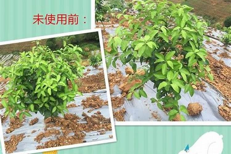 长了一年的柑橘施什么肥比较好？
