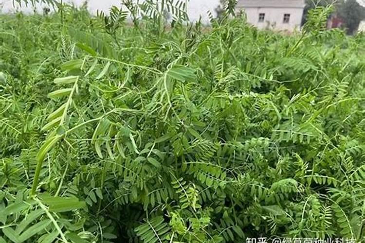 如何提高水果的品质？？