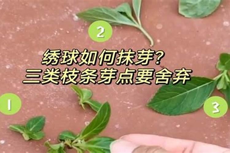 绣球叶子长的非常大就是不开花(只长叶子不开花原因)