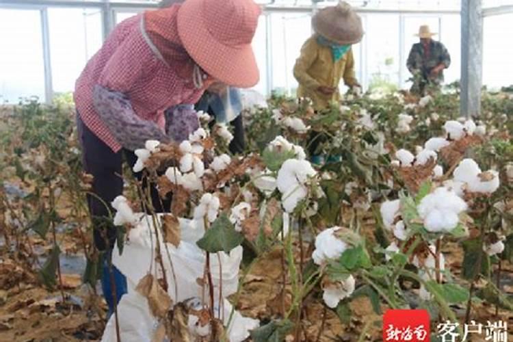 相关的三农龙头股都有哪些？