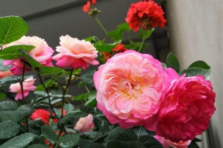 月季花苞打不开是什么原因(月季花苞硬硬打不开怎么回事)