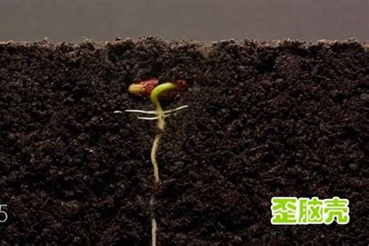 金桔种子发芽之后长出两个小叶子了可以用崔根粉吗？