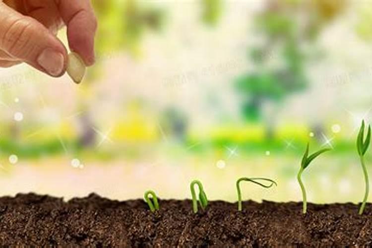 生根最快的肥料