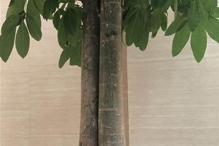 发财树怎么养护用什么肥生根 发财树如何养护用什么肥生根