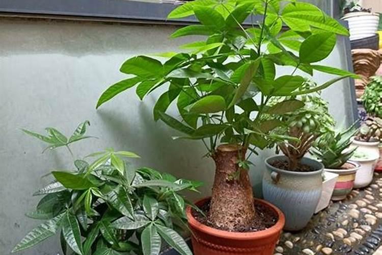 发财树用什么肥料最好,发财树怎么养才茂盛
