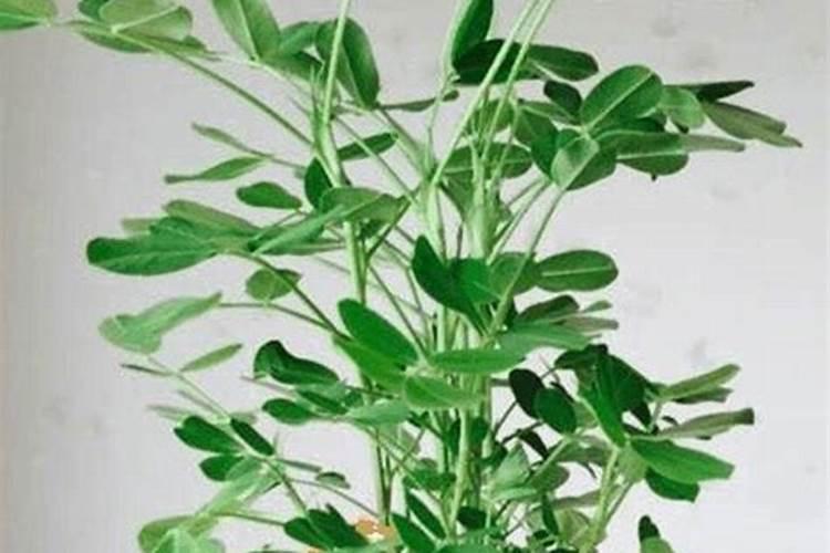 花生底肥用什么肥,花生需要什么肥料才能高产？
