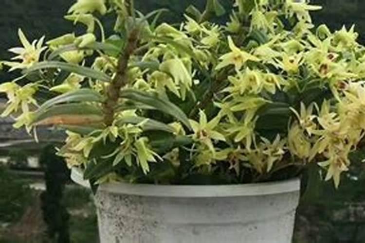 石斛兰换盆后多久浇水一次
