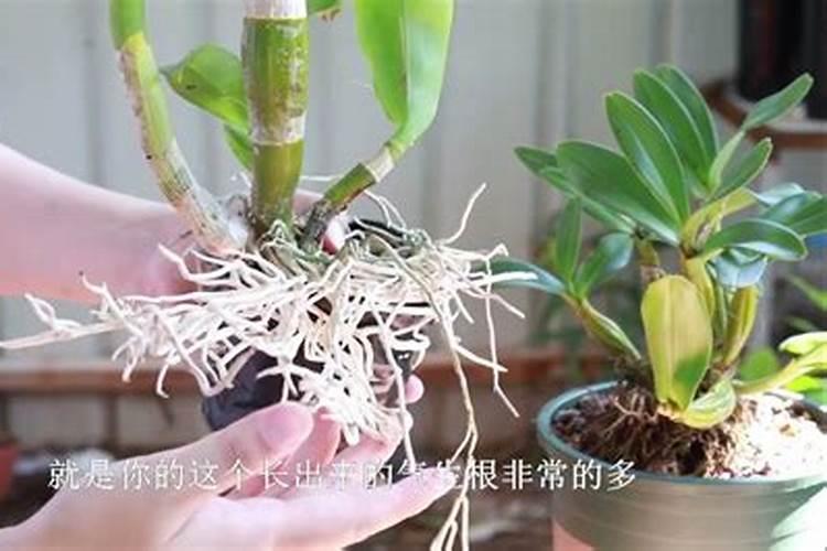 石斛兰的种植方法和注意事项