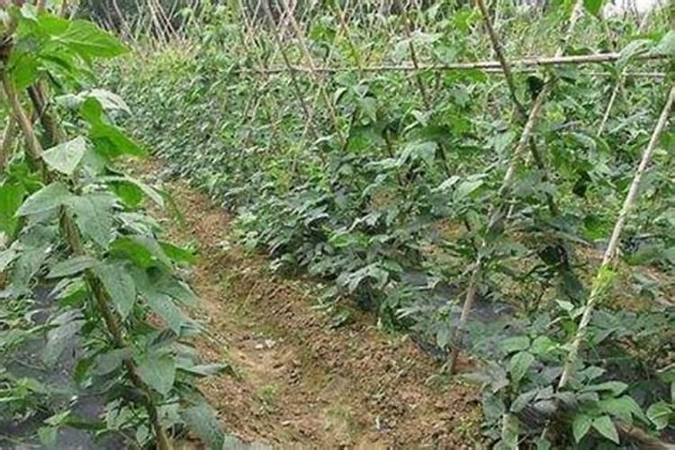 豆角种植过程中需要的肥料是什么？
