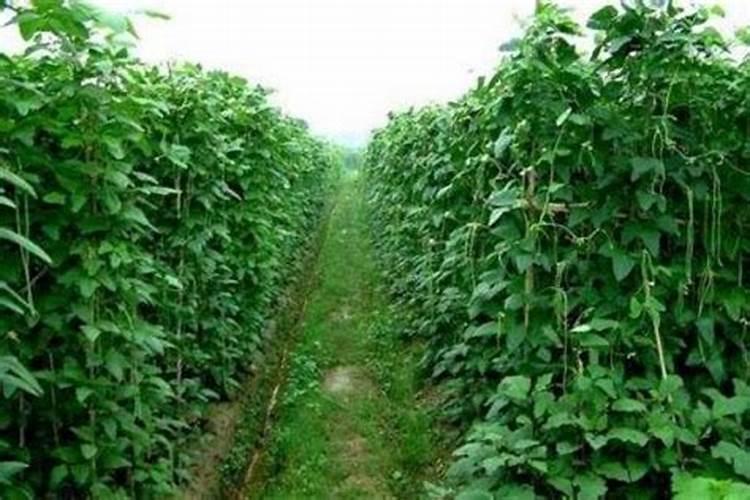 豆角施什么肥料最好