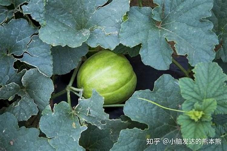 甜瓜不甜的补救办法