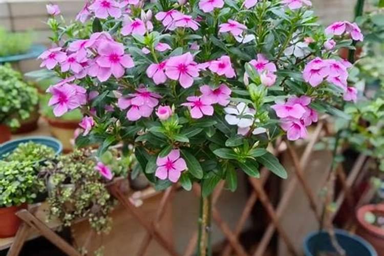 长春花花期施肥