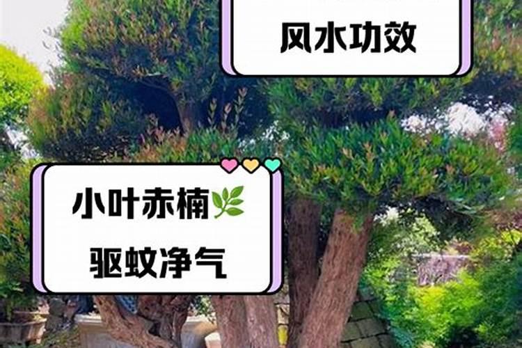小叶赤楠在室内怎么养 小叶赤楠在室内怎么养护