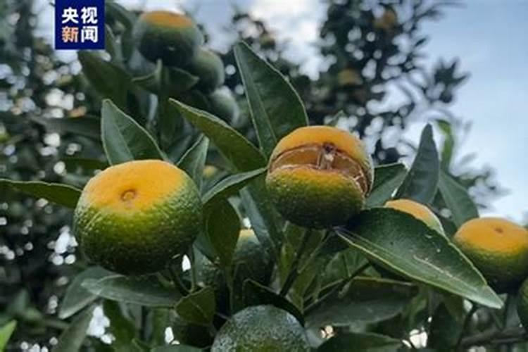 柑橘7月施什么肥