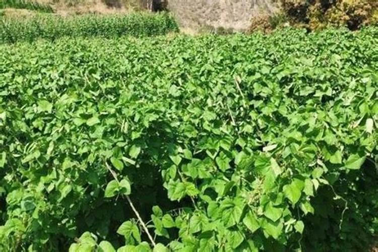 四季豆开花结果期怎么施肥