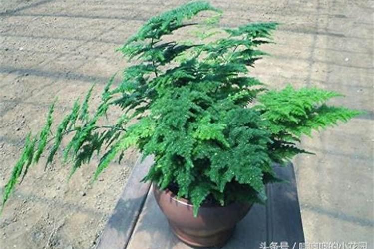 怎样养文竹？文竹的叶子变黄了怎么办？