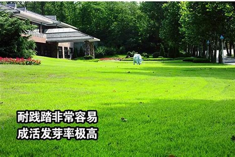 一平方米草坪需多少肥枓