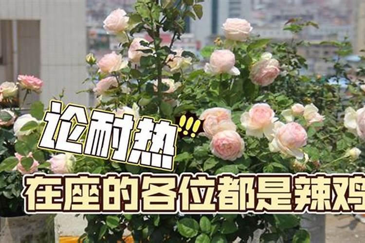 月季开花用什么肥