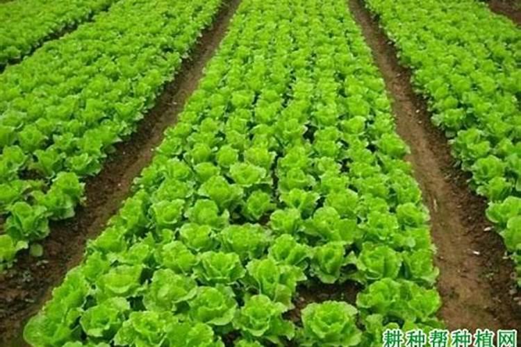 生菜施什么肥最好