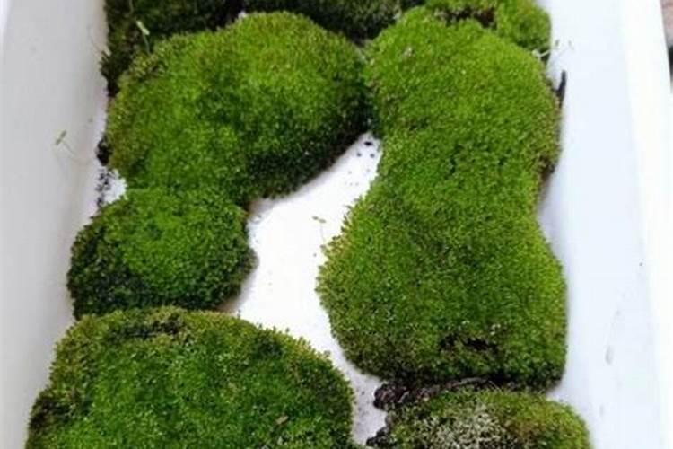 青苔最怕什么肥料？