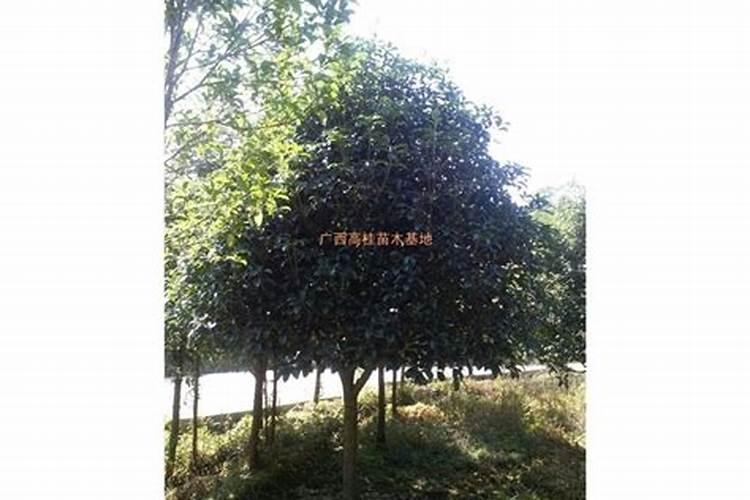 桂花树专用肥有哪些施肥注意事项